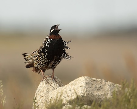 Animal, Beak, Bird, Quail